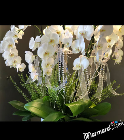 Beyaz Orkide Şöleni