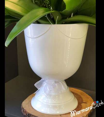 Beyaz Orkide Şöleni