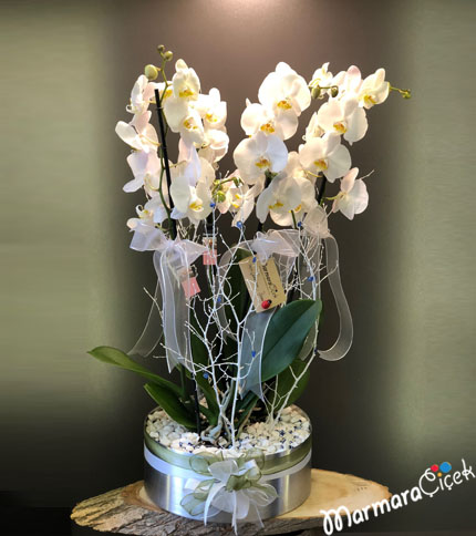 Galvanizde Orkideli Aranjman