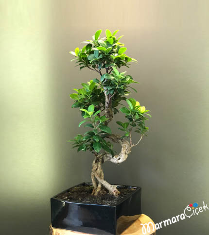 Kare Seramikte Bonsai