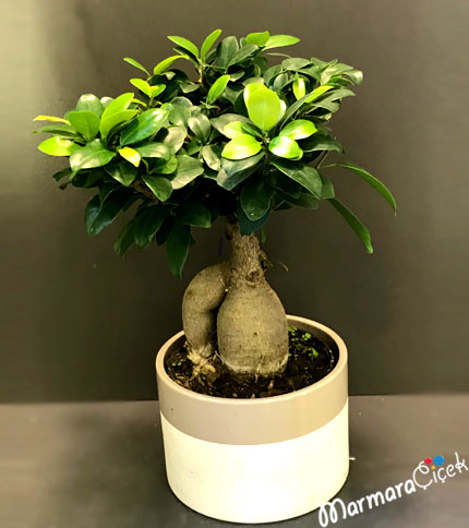 Seramikte Bonsai