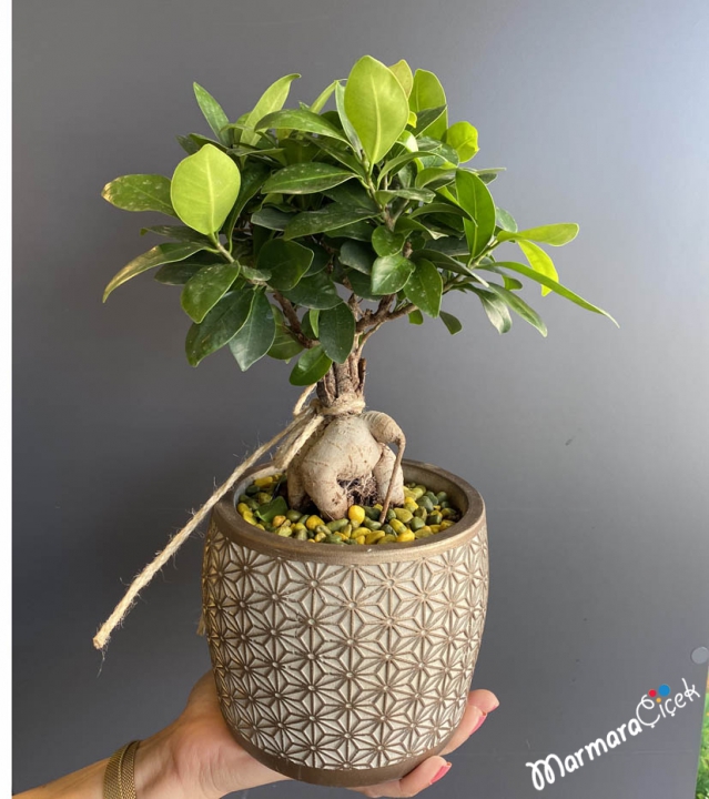 Bonsai Bitkisi