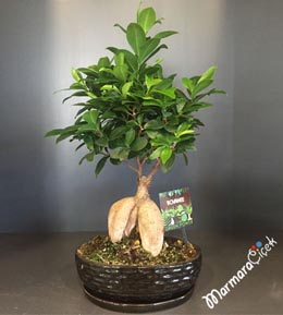 Bonsai Minik Ağaç