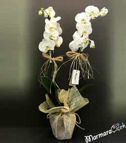 Beyaz Orkide
