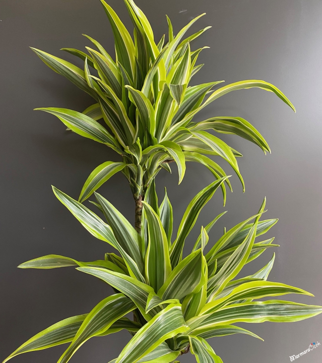 Üçlü Dracaena Lemon 