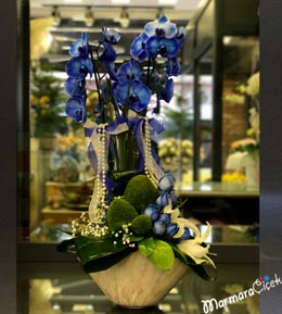 Mavi Orkide Aranjman