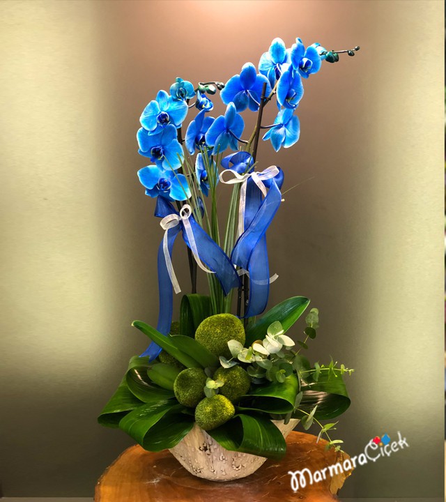 Mavi Orkide Tasarım