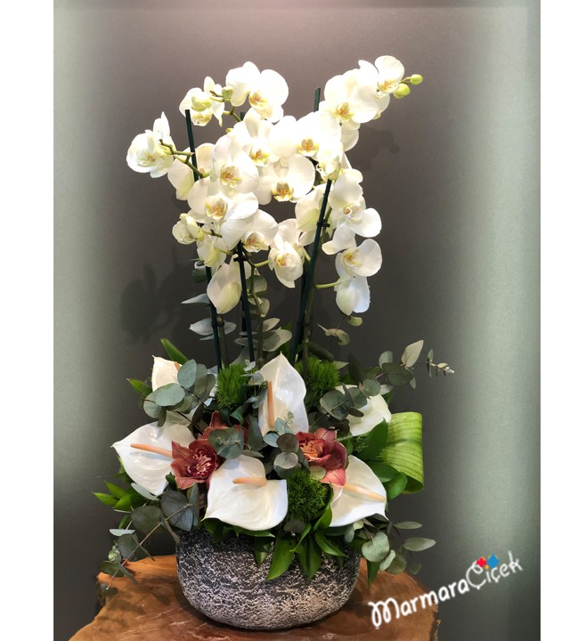 Sade Orkide Aranjman