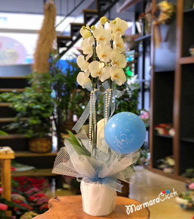 Balonlu Çiftli Orkide