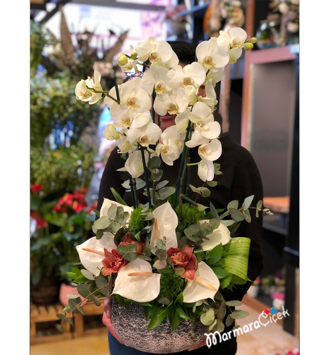 Sade Orkide Aranjman