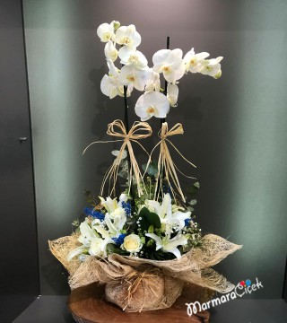 Beyaz Orkide Aranjman