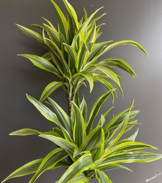 Üçlü Dracaena Lemon 