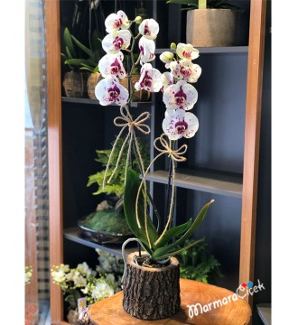 2 Dallı Benekli Orkide