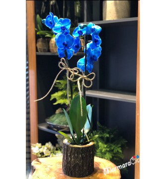 Saksıda Mavi Orkide