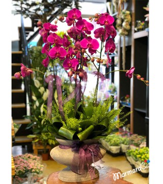 Fuşya Orkide Aranjman