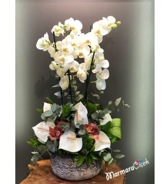 Sade Orkide Aranjman