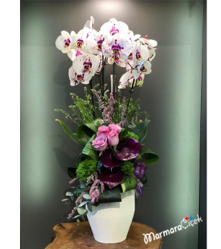 Pembe Lila Benekli Orkide 