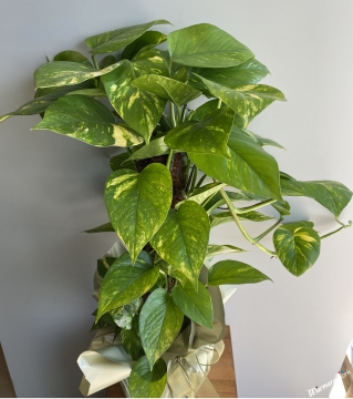 Epipremnum Aureum Mosstok (Patos Sarmaşığı)