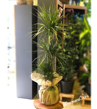 3 Lü Dracena Marginata