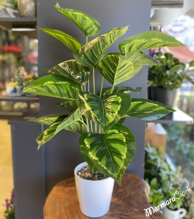 Yapay Calathea Dua Çiçeği